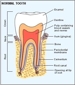 Root Canal Treatment